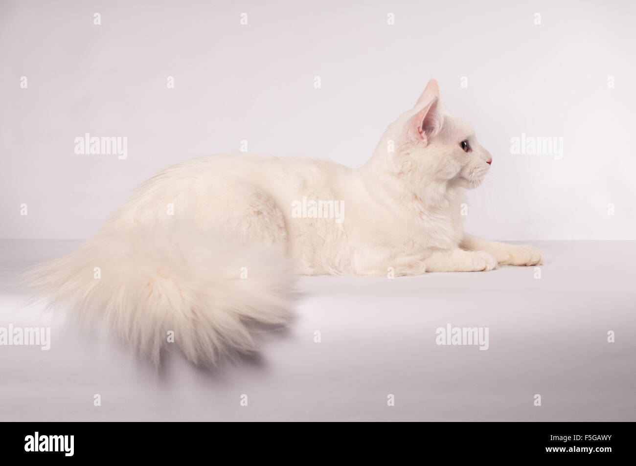 White mainecoon portrait Stock Photo