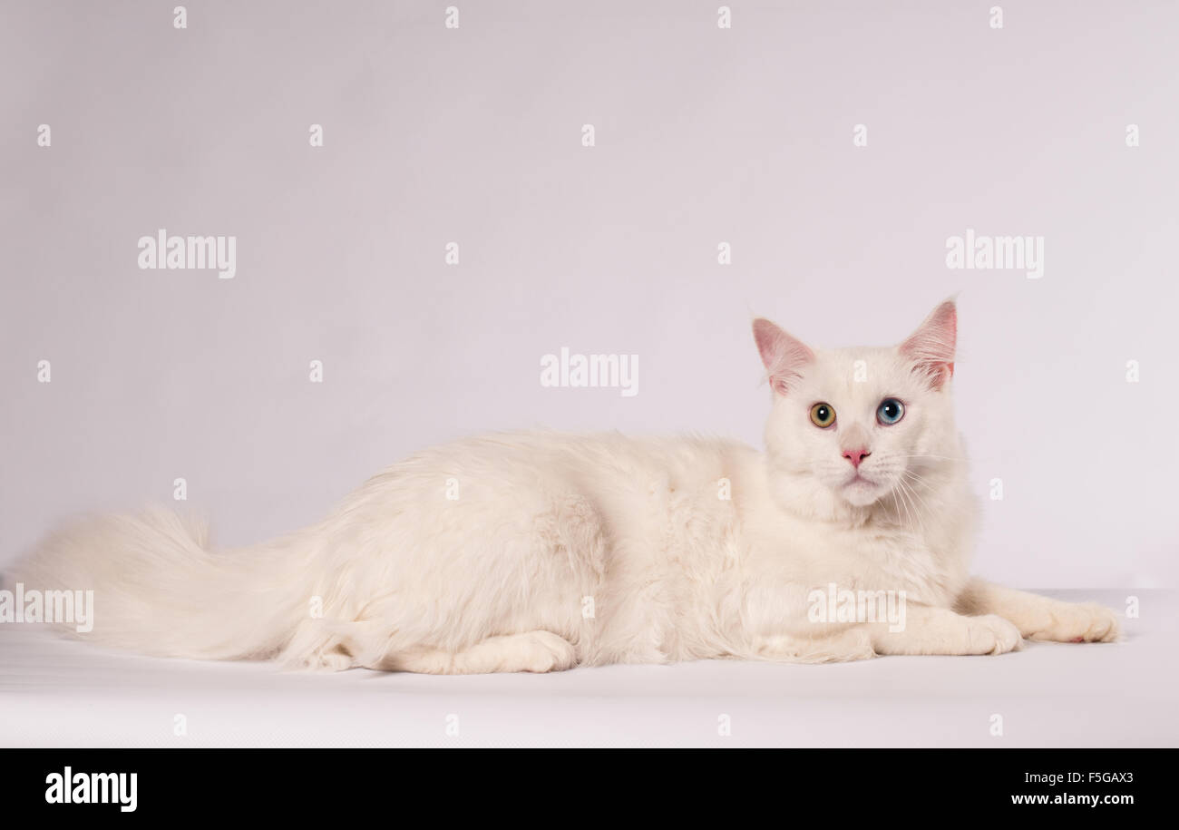 White mainecoon portrait Stock Photo