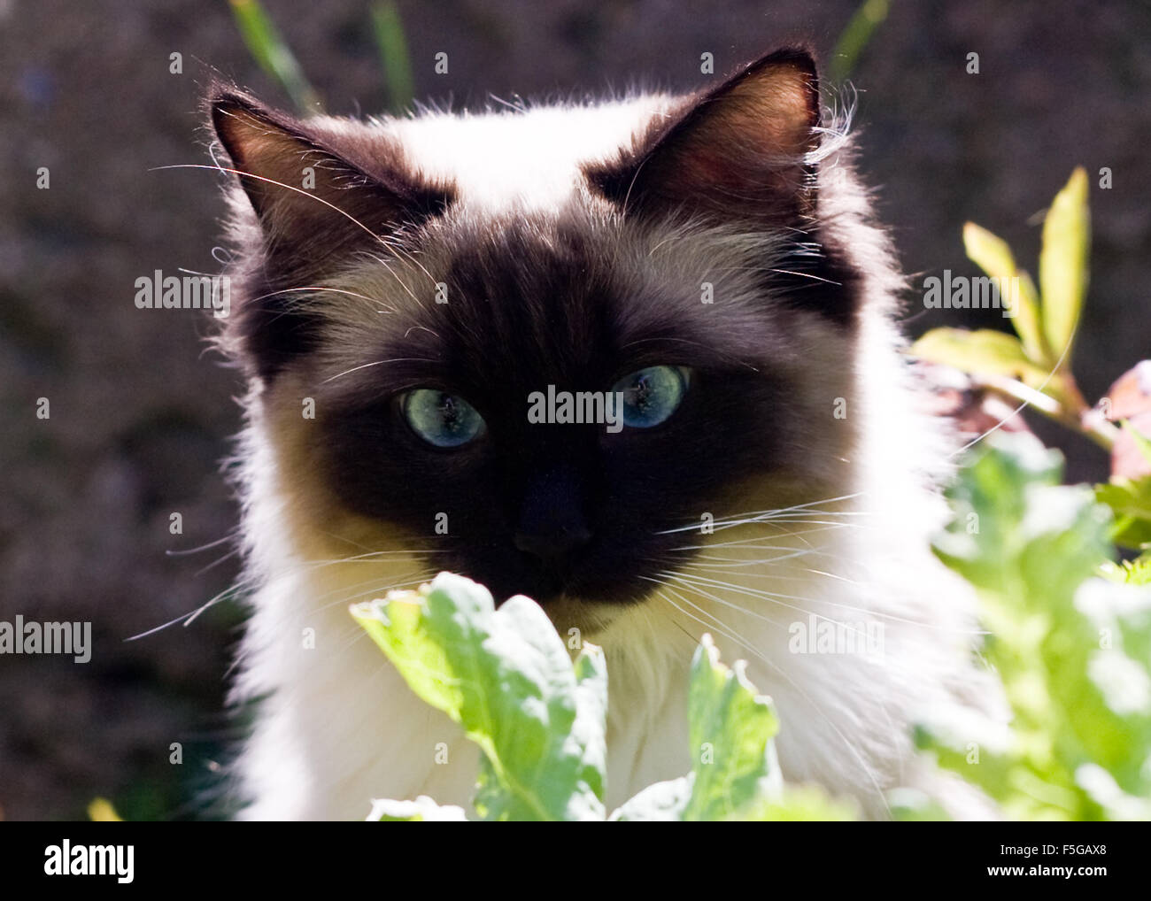 Ragdoll Cat In The Garden Stock Photo Alamy