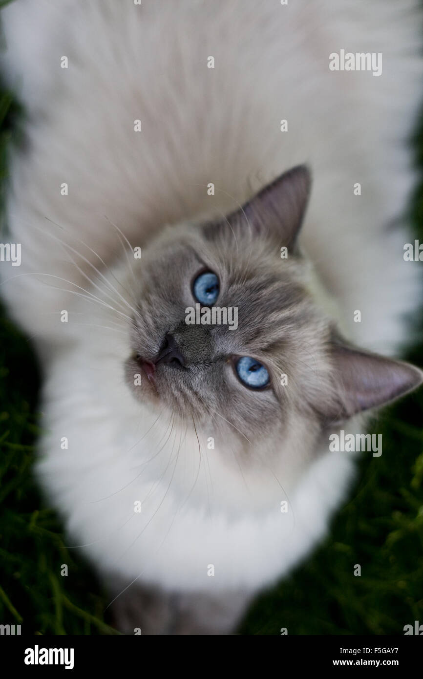 Blue tortie mitted ragdoll sales