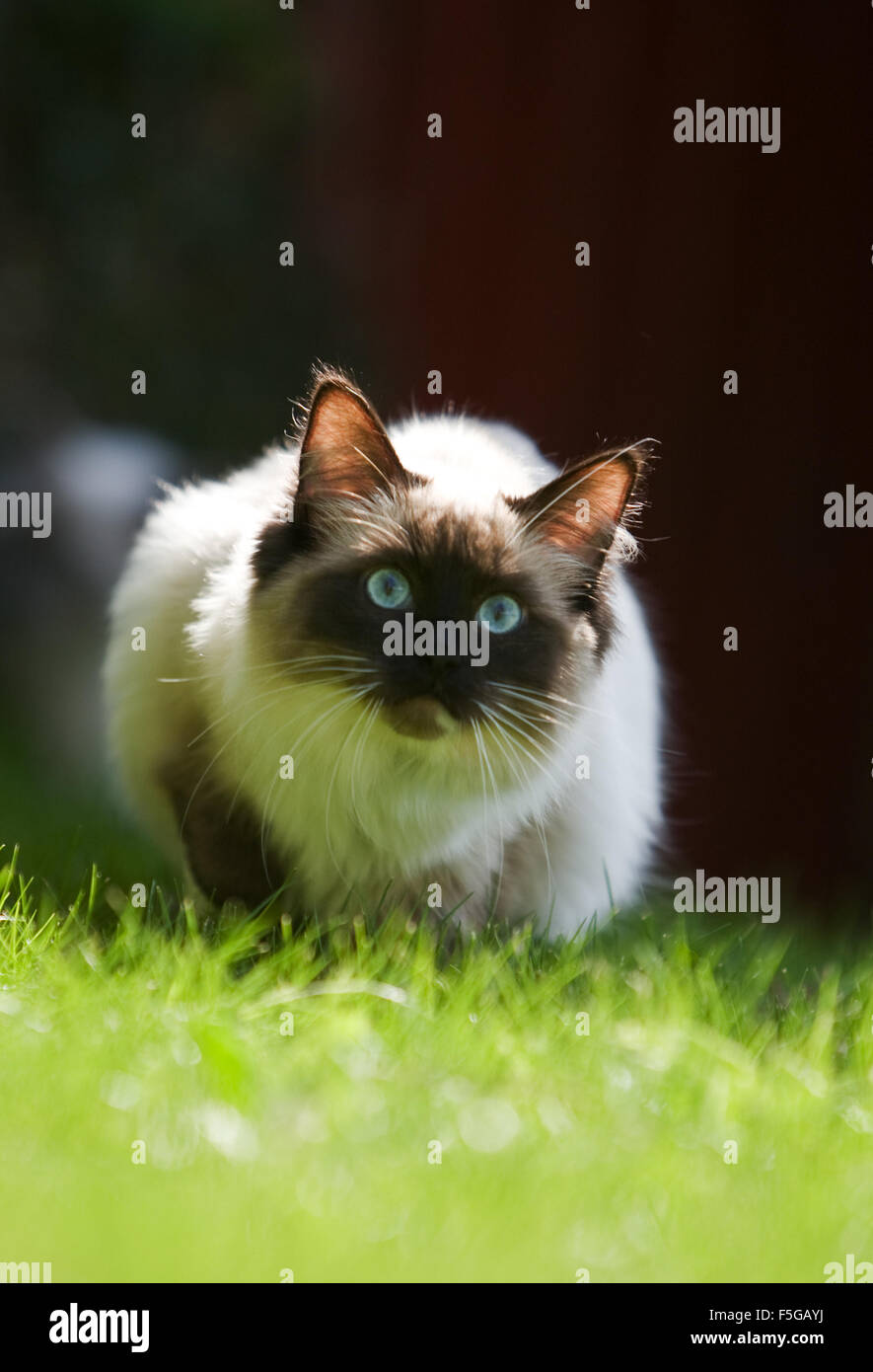 Ragdoll Cat In The Garden Stock Photo Alamy