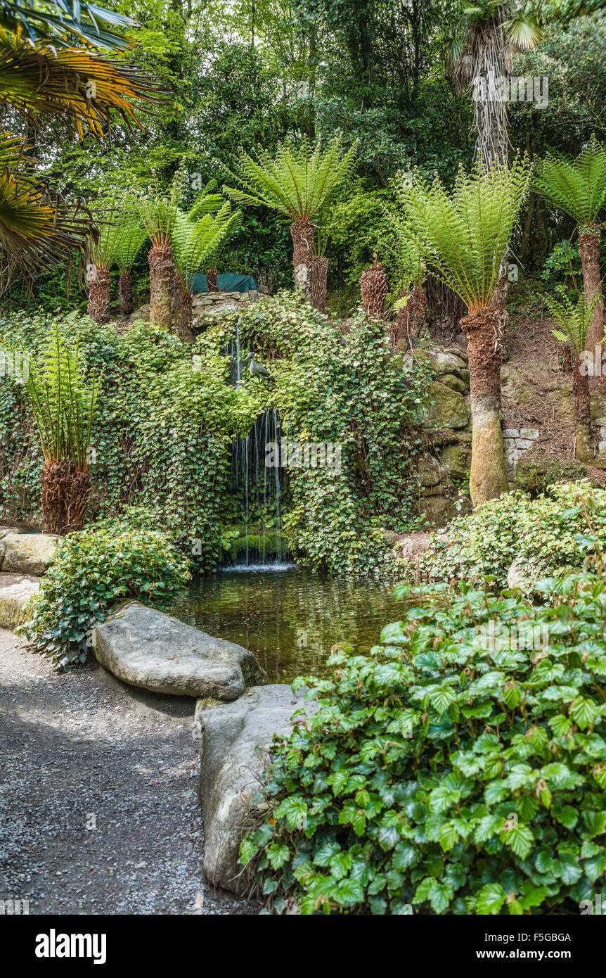 Subtropical Water Garden at the center of Trebah Garden, Cornwall Stock