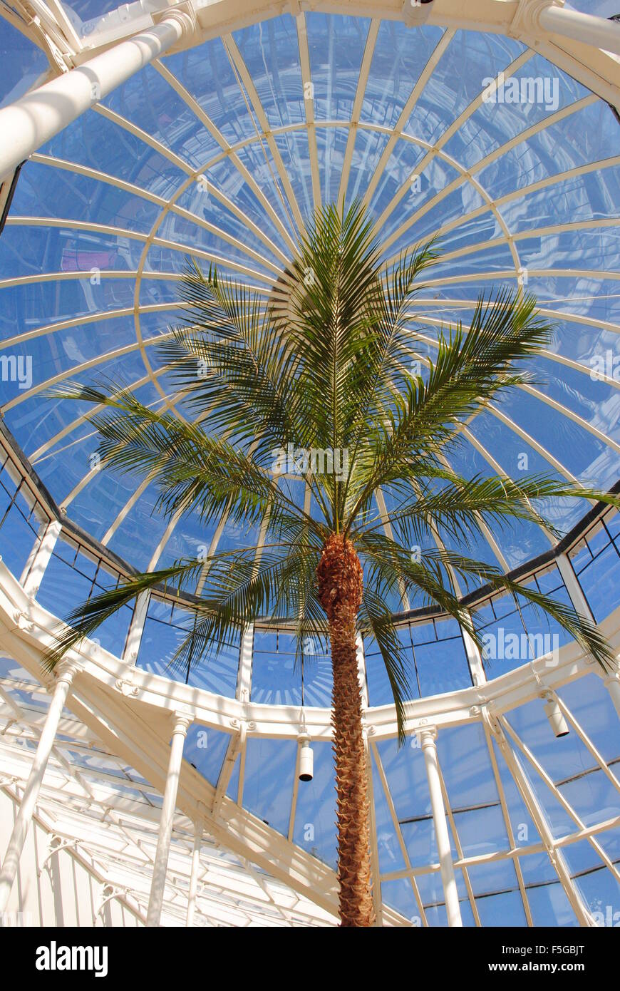 Palm tree in Chiswick House Conservatory, London Stock Photo Alamy