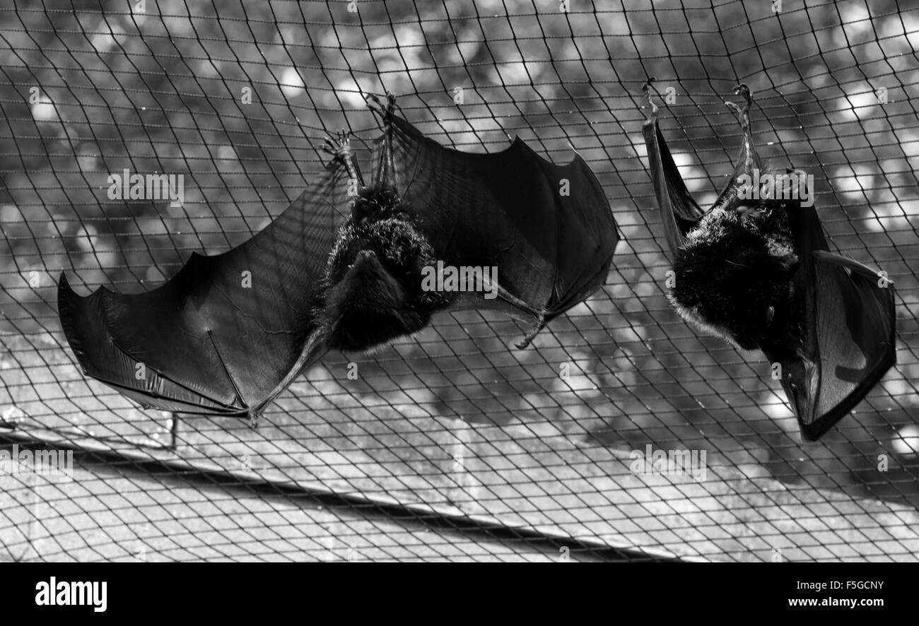 Bat Hanging Upside Down Stock Photo