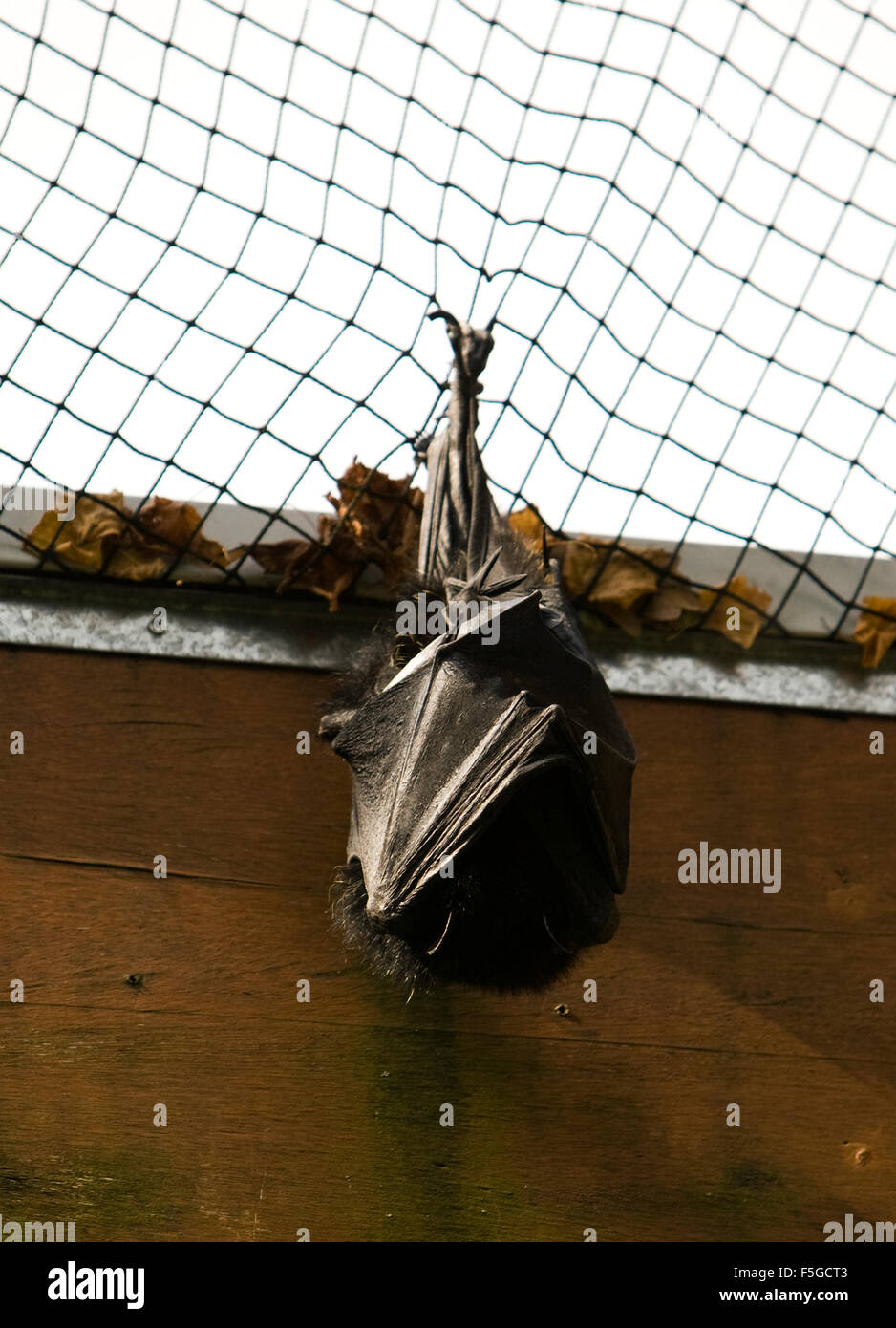 Bat Hanging Upside Down Stock Photo