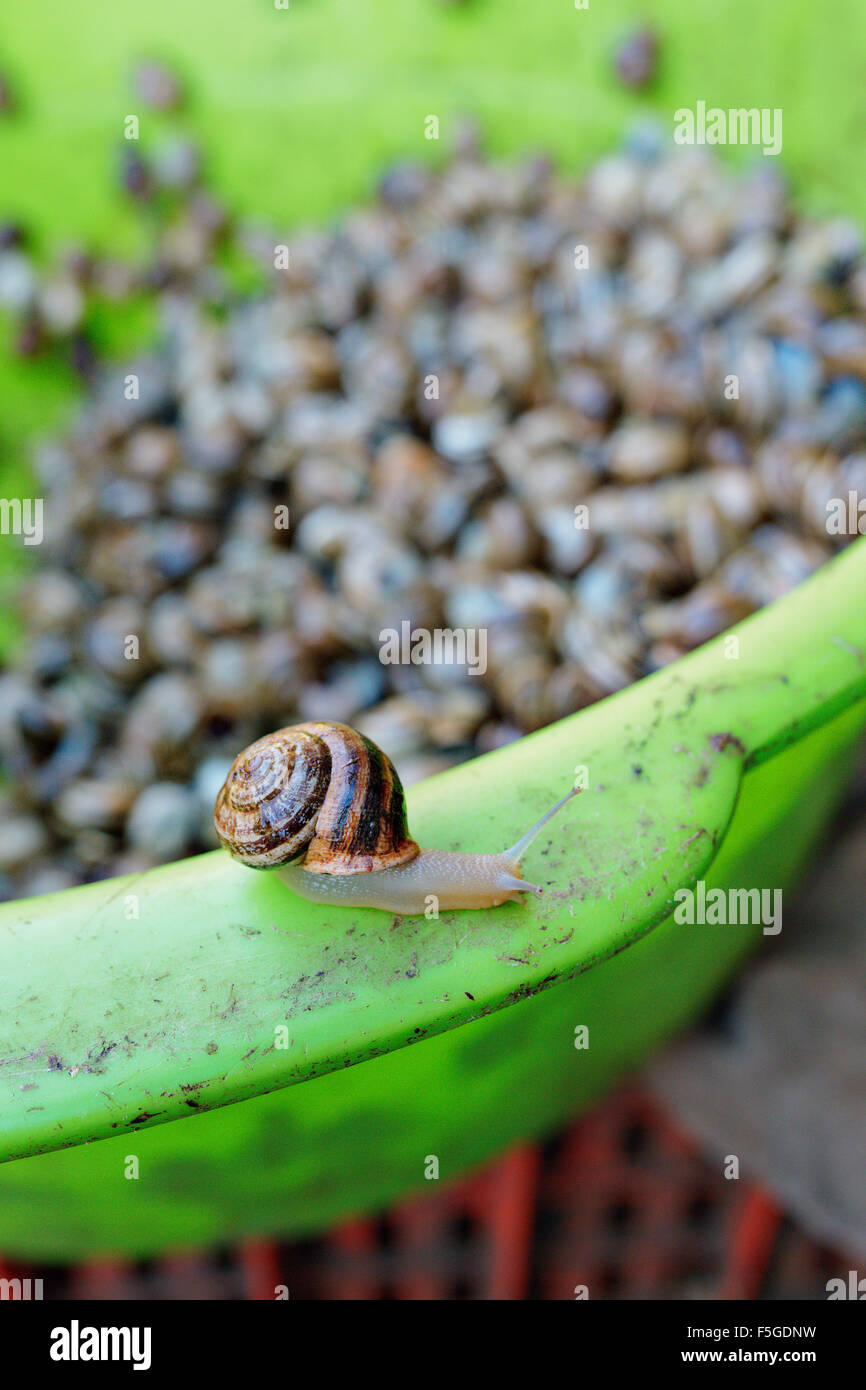 Snails are a popular appetizer in Marrakesh, Morocco. Stock Photo
