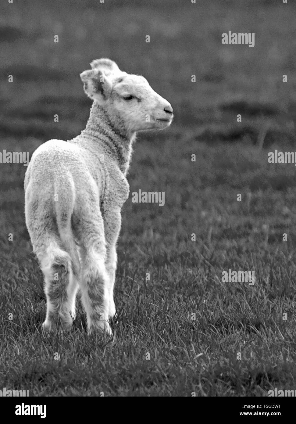 Lamb Black and White Stock Photos & Images Alamy