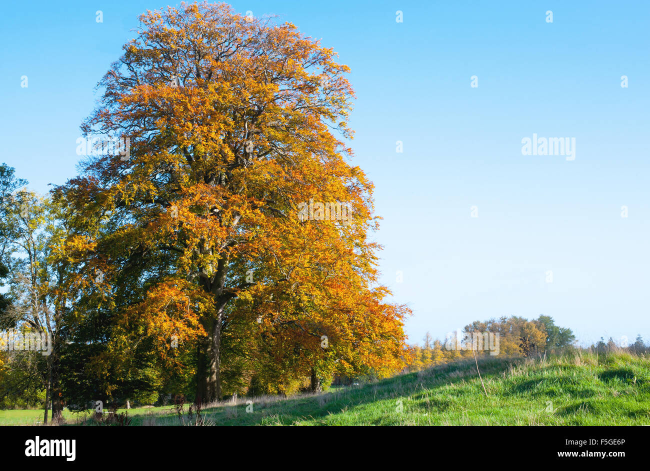 Beautiful autumn tree and blue sky Stock Photo - Alamy