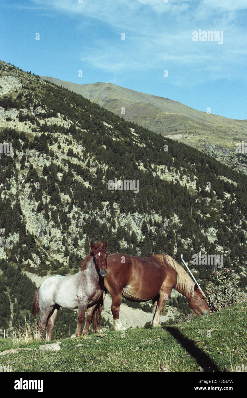 Two horses at the Nuria Valley, Catalonia. Spain Stock Photo