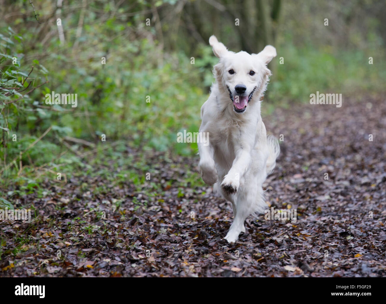 Golden Retriever running through tall grass Stock Photo - Alamy