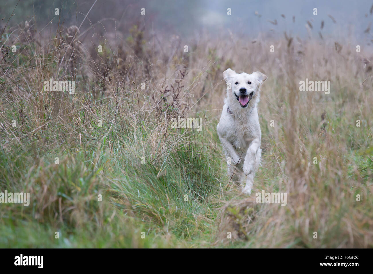 Golden Retriever running through tall grass Stock Photo - Alamy