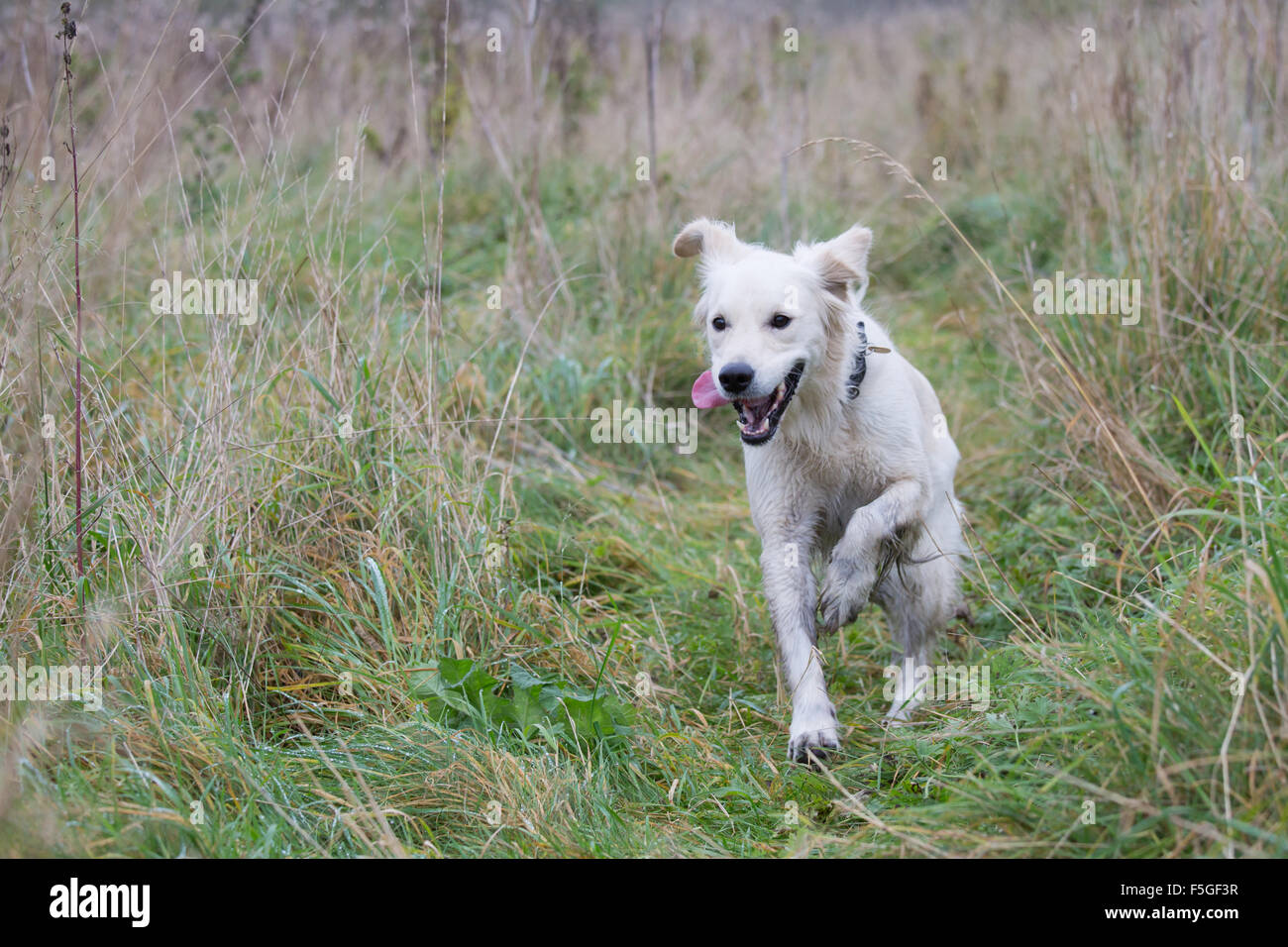 Golden Retriever running through tall grass Stock Photo - Alamy