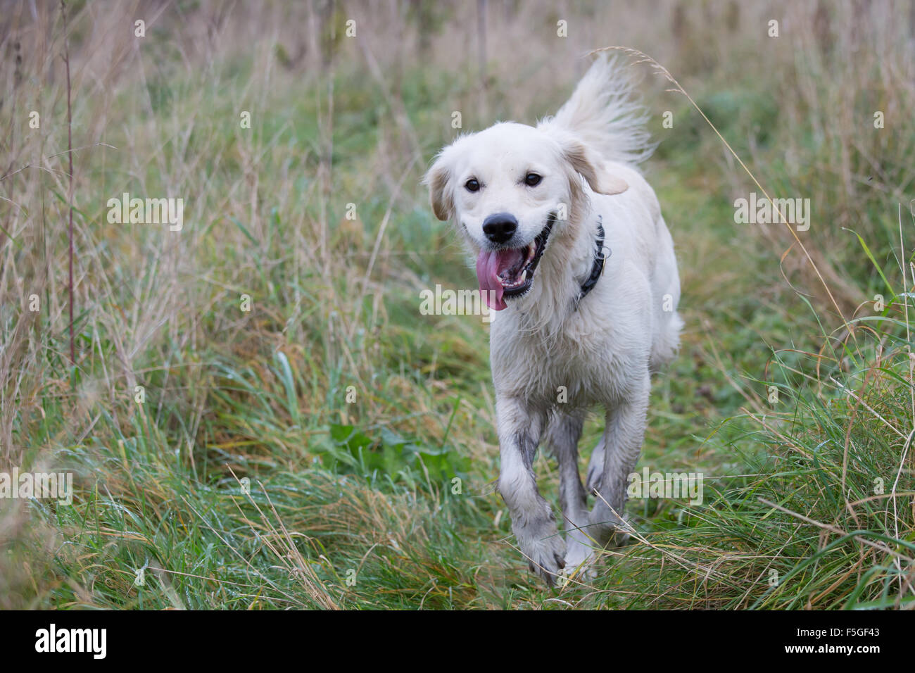 Golden Retriever running through tall grass Stock Photo - Alamy