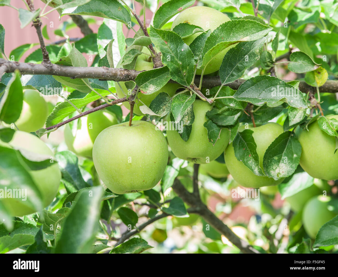 Ripe Golden Delicious apples on the tree. Closeup shot. Stock Photo