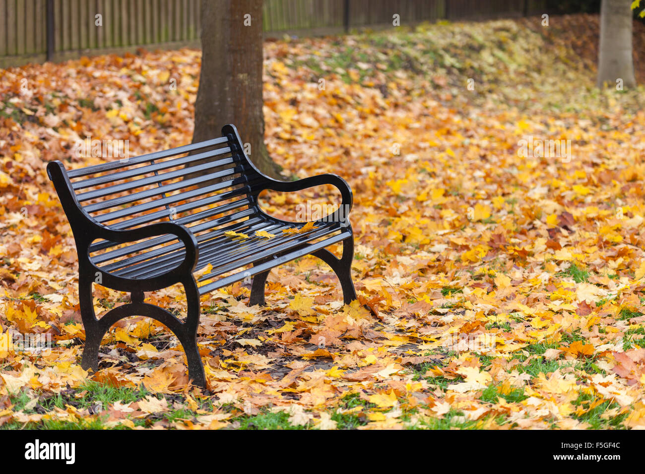 Loss or bereavement concept empty park bench surrounded by trees and golden Autumn or Fall leaves Stock Photo