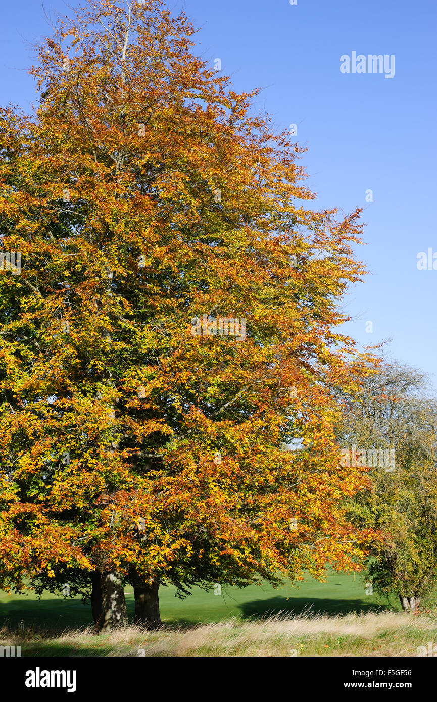 Beautiful autumn tree and blue sky Stock Photo - Alamy