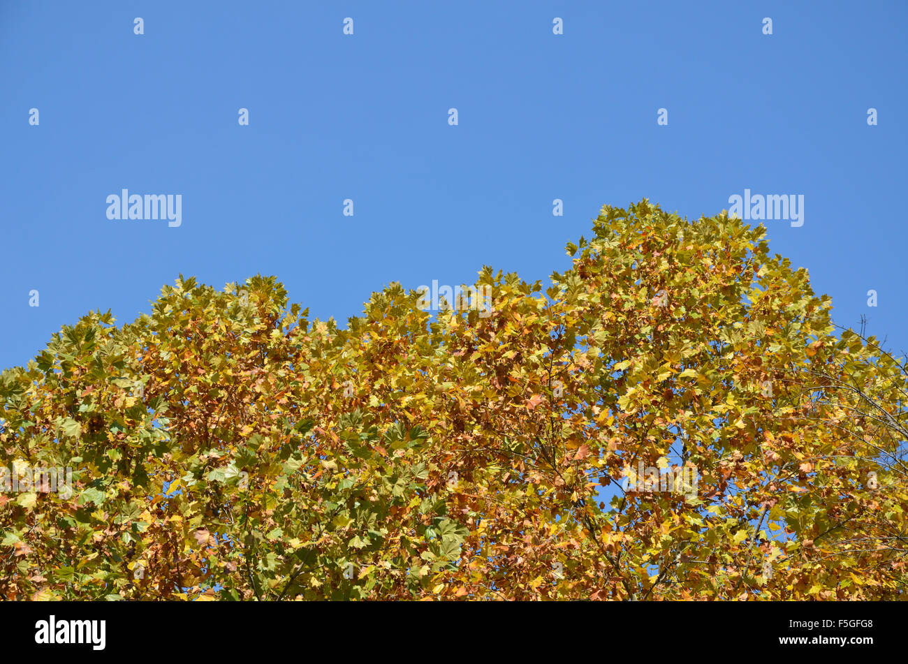 Clear blue sky and tree tops with yellow leaves in fall Stock Photo - Alamy