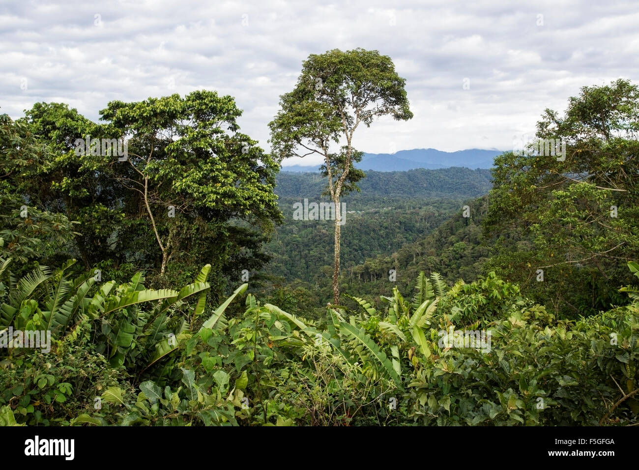 View of jungle in rain forest of Ecuador, South America Stock Photo Alamy