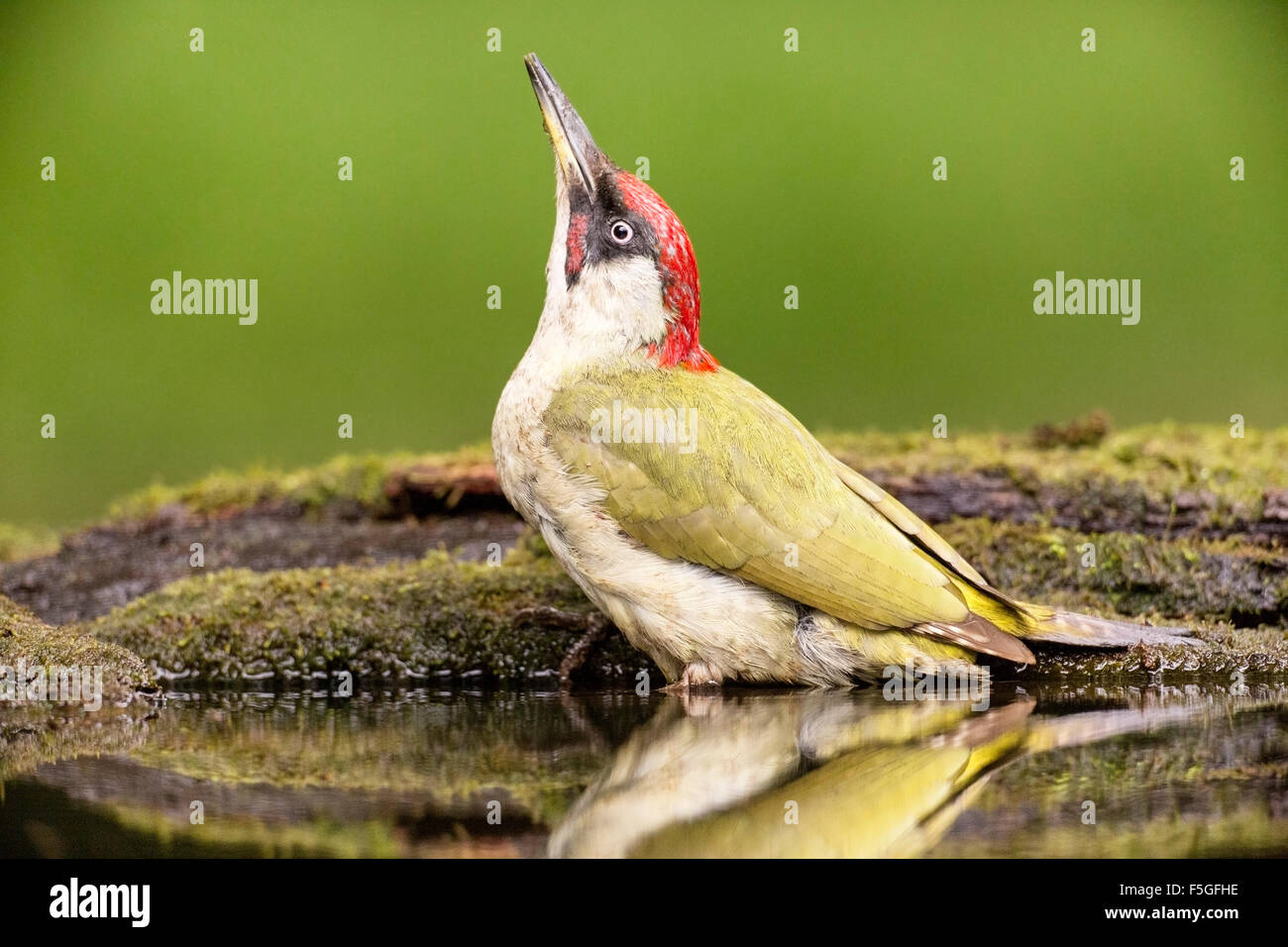 Green woodpecker (Picus viridis) adult bathing in woodland pool, Hungary, Europe Stock Photo