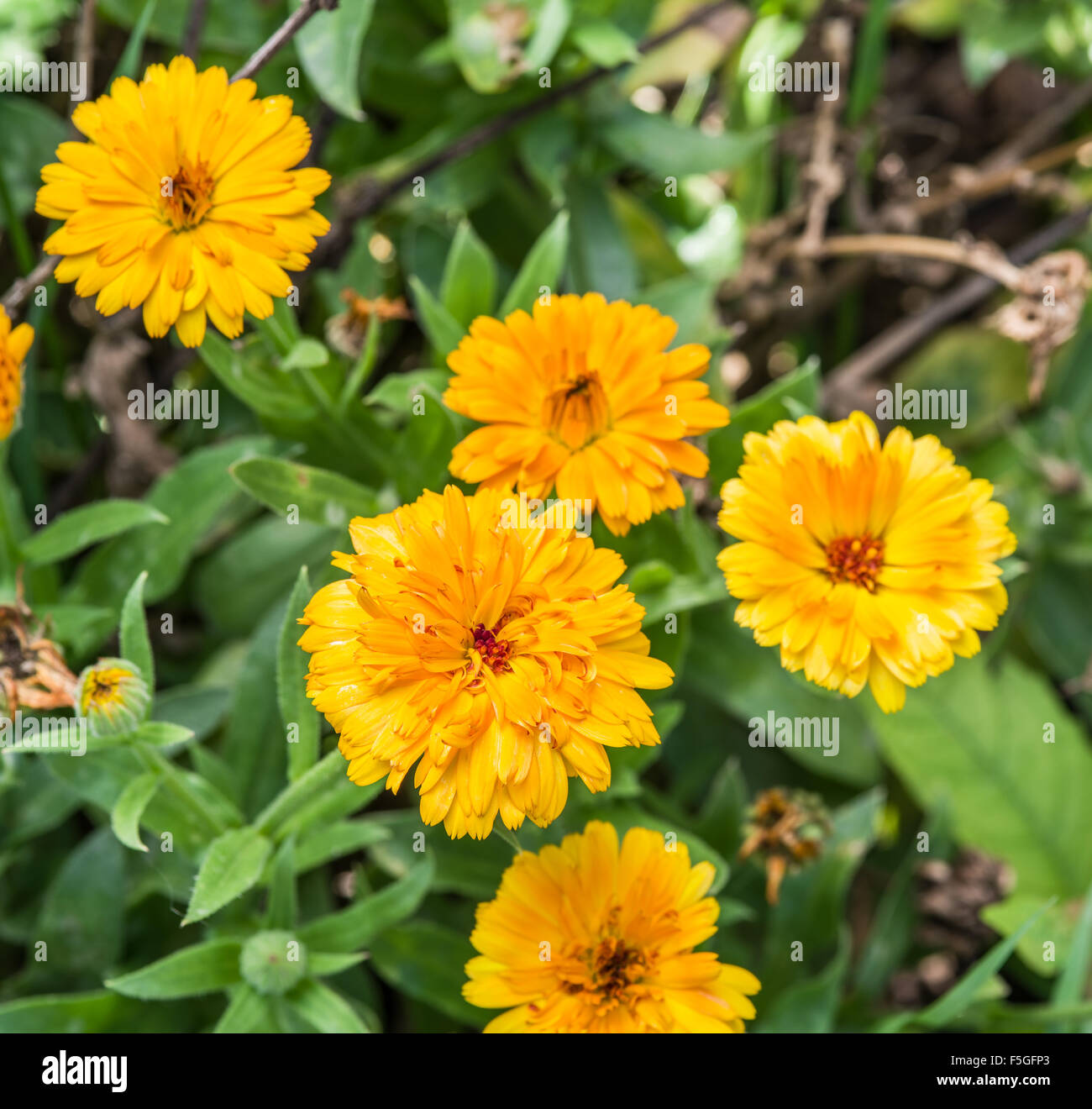 Yellow macro flowers hi-res stock photography and images - Alamy
