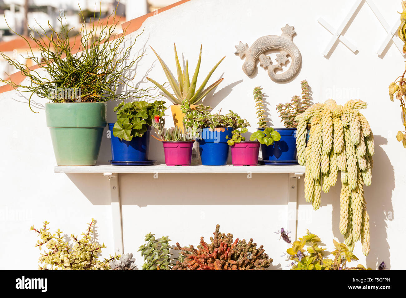 Terrace garden with succulents, cactus and other sub tropical plants on shelving in Playa de Las Americas, Tenerife, Canary Isla Stock Photo