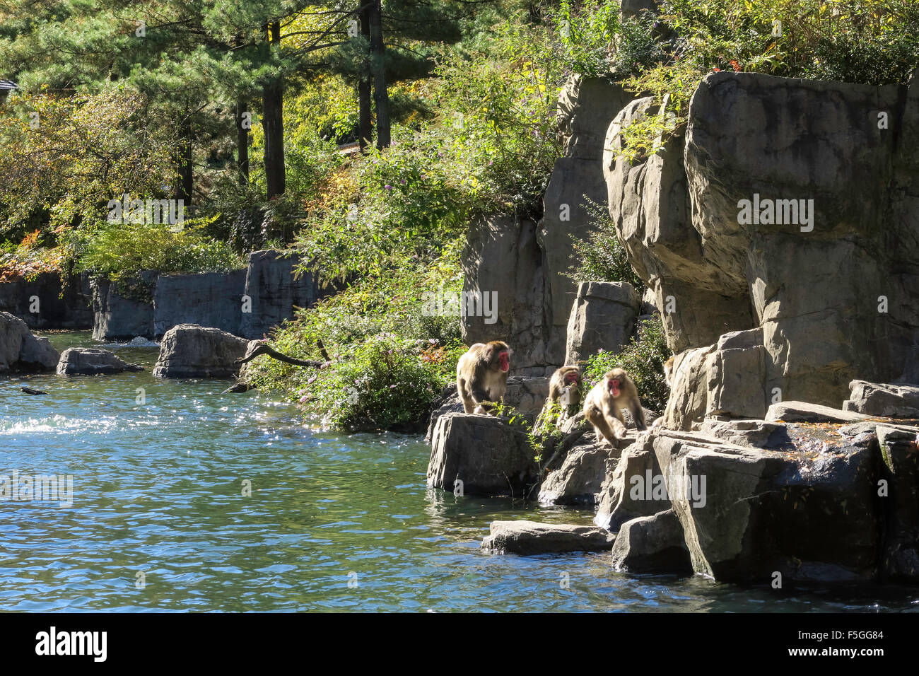 Snow Monkeys in Central Park Zoo, NYC, USA Stock Photo - Alamy