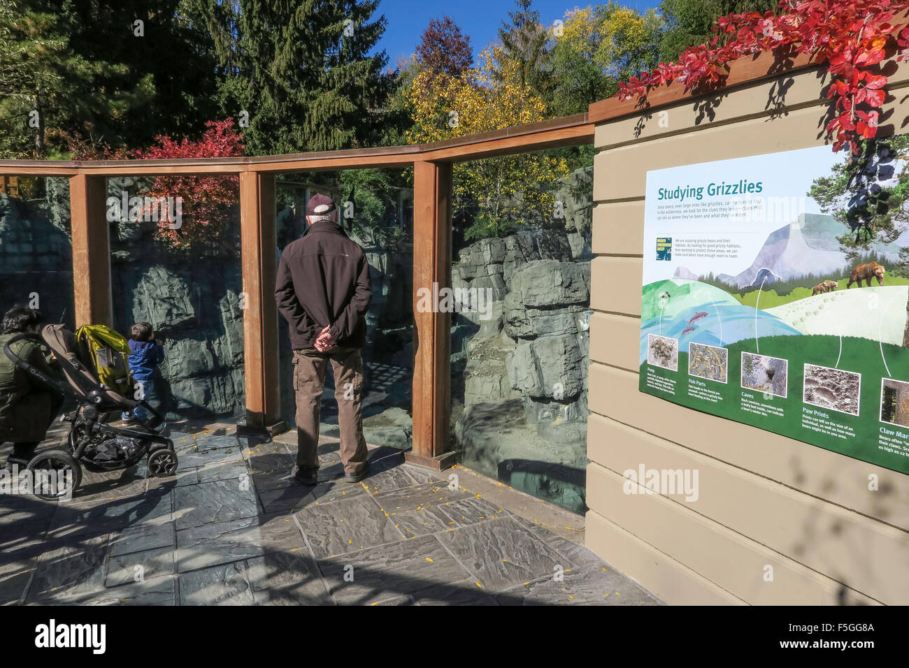 Grizzly Bears at the Central Park Zoo