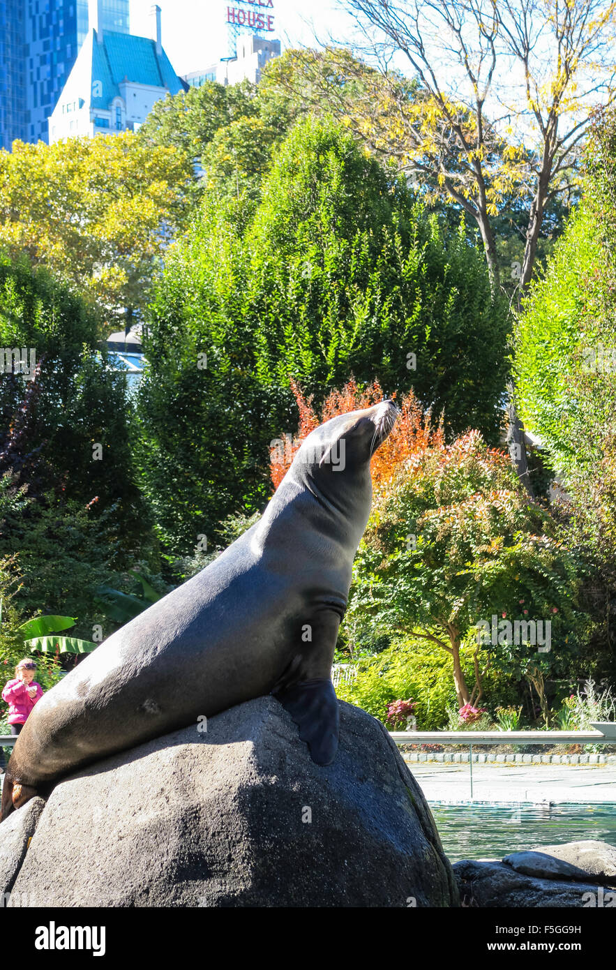 Central Park Zoo, NYC, USA Stock Photo - Alamy