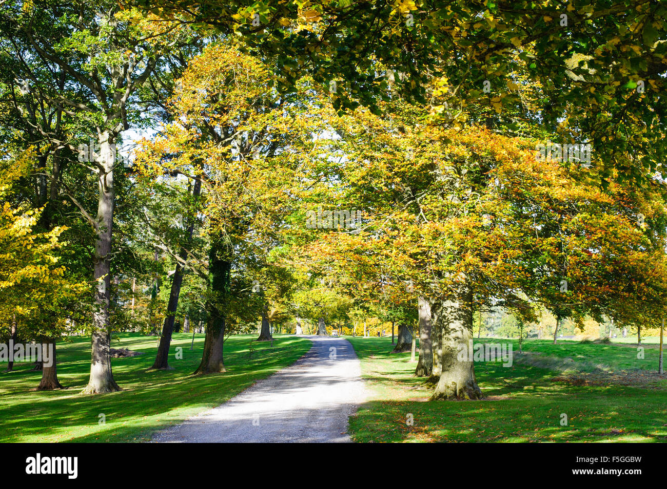 Sunny alley in the park hi-res stock photography and images - Alamy
