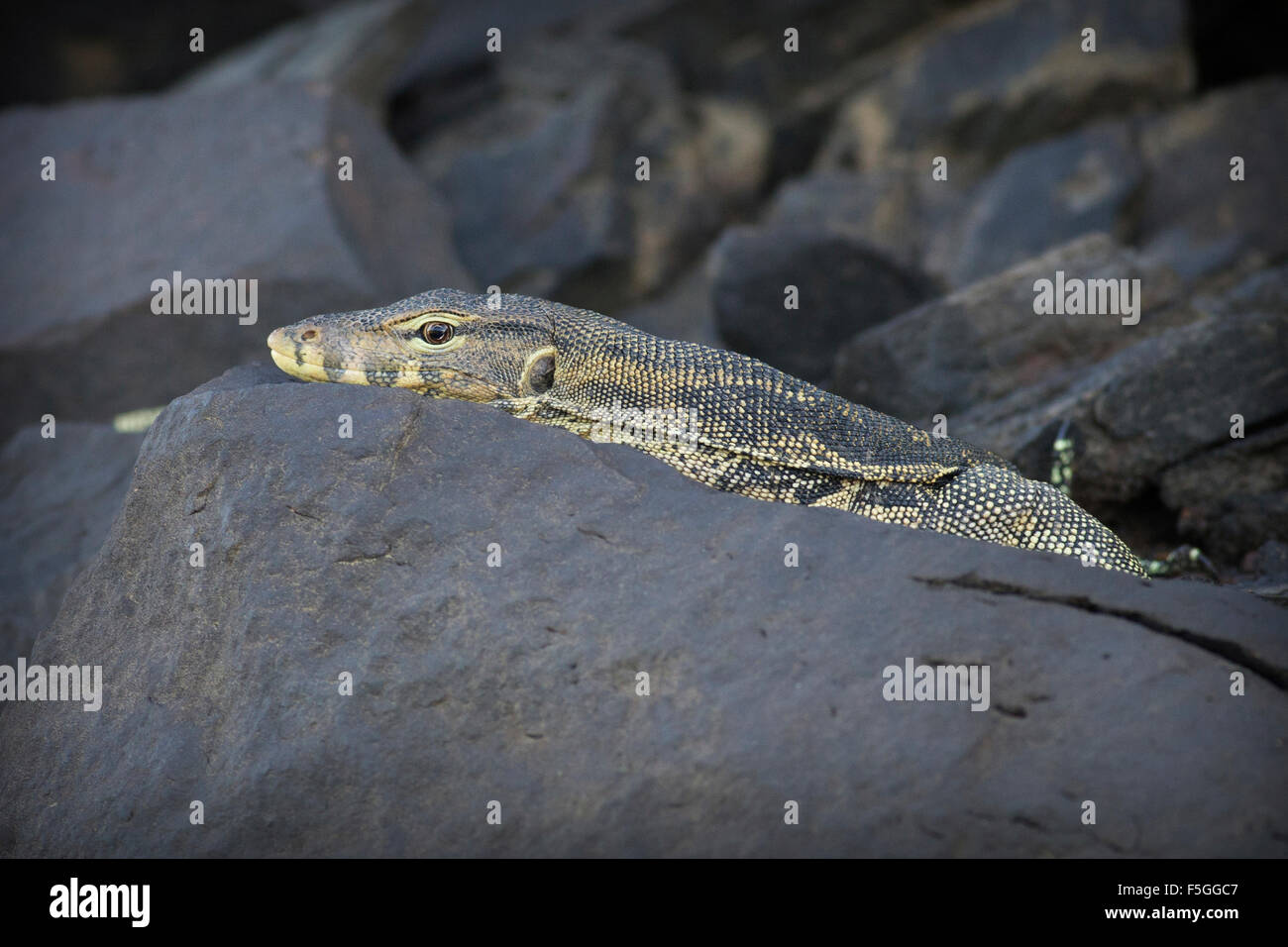 Wild water monitor lizard on the banks of the Kinabatangan river in Borneo Stock Photo