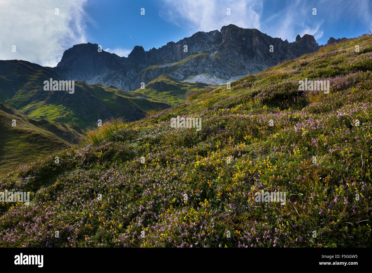 Wildkarkopf Heather Meadow Riedingtal Nature Reserve Radstadt Tauern Wildkarkopf Heather Meadow Riedingtal Nature Reserve Radstadt Tauern