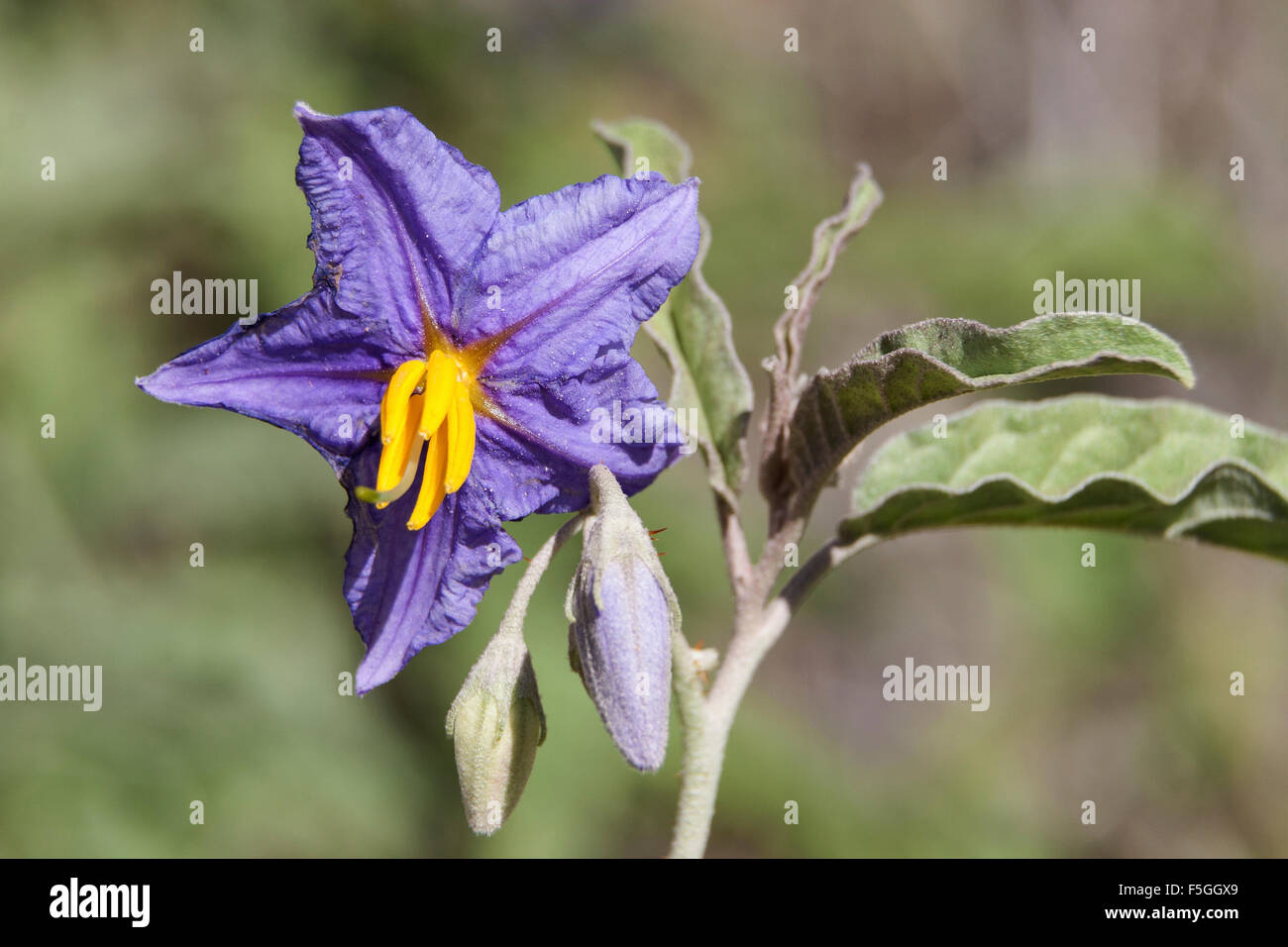 Nightshade Hi Res Stock Photography And Images Alamy