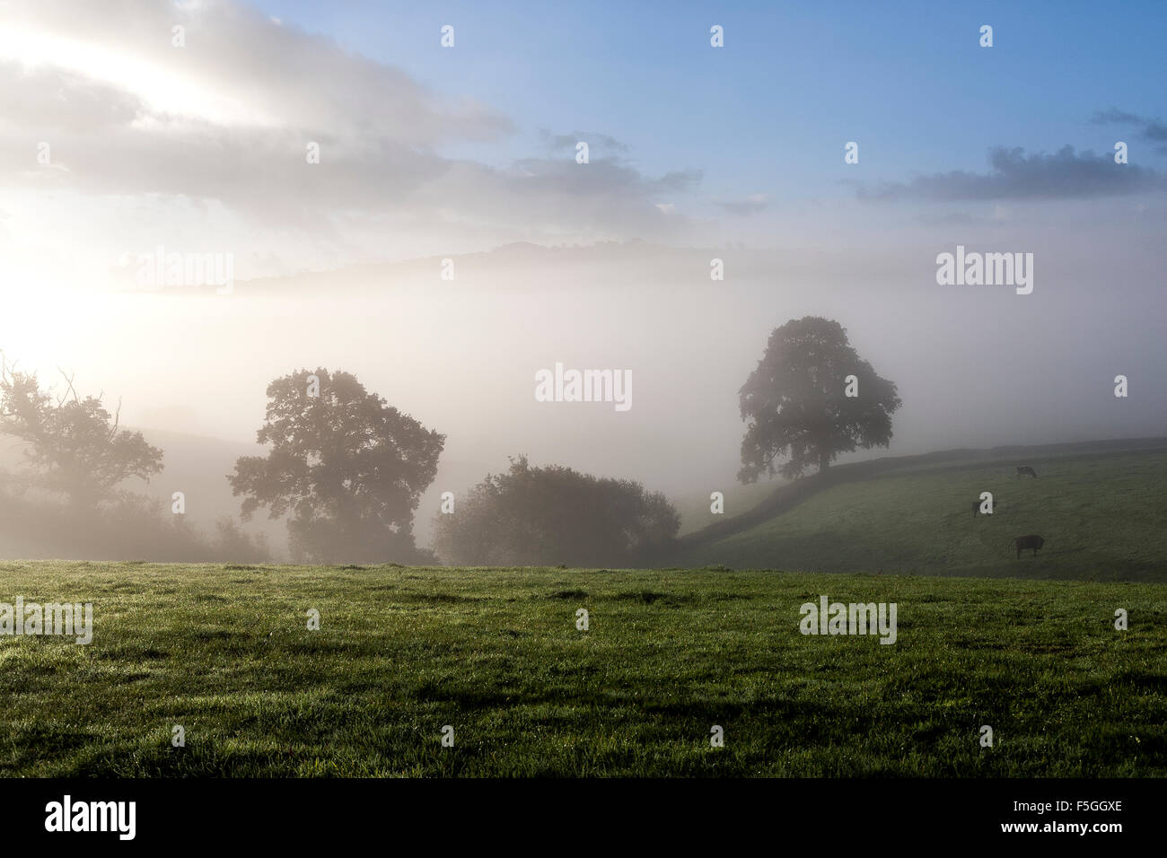 Dartmoor National Park near Dunsford,Teign Valley,pasture in morning