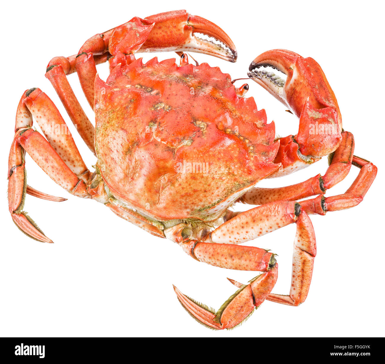 Cooked crab. File contains clipping paths Stock Photo - Alamy