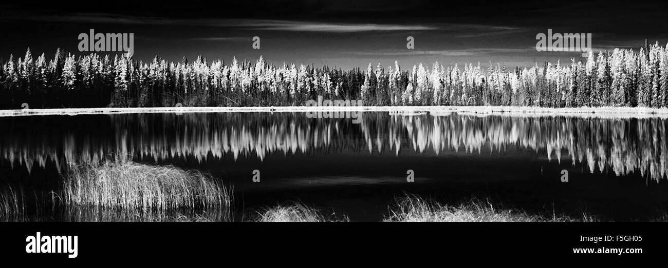 Film photo of lake and beautiful pine trees Stock Photo - Alamy
