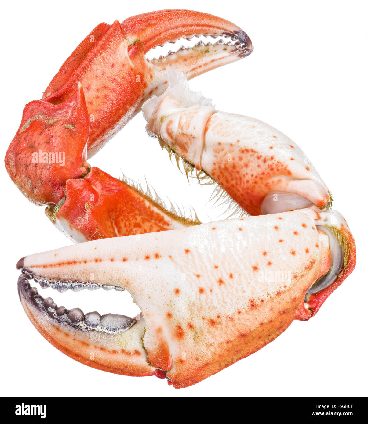 Cooked crab claws. File contains clipping paths. Stock Photo