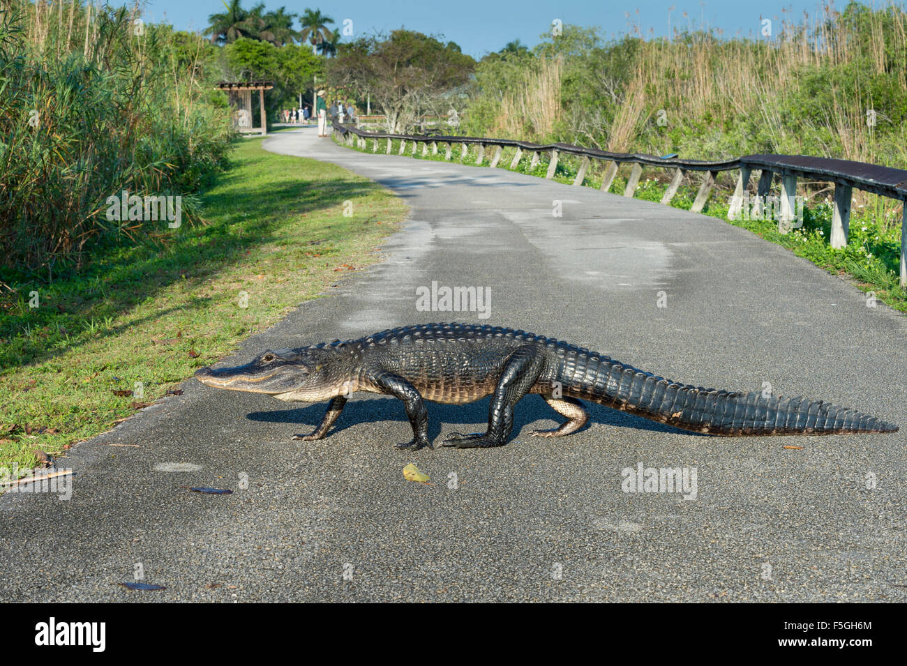 American alligator (Alligator mississippiensis) crossing path, Anhinga Trail, Everglades National Park, Florida, USA Stock Photo