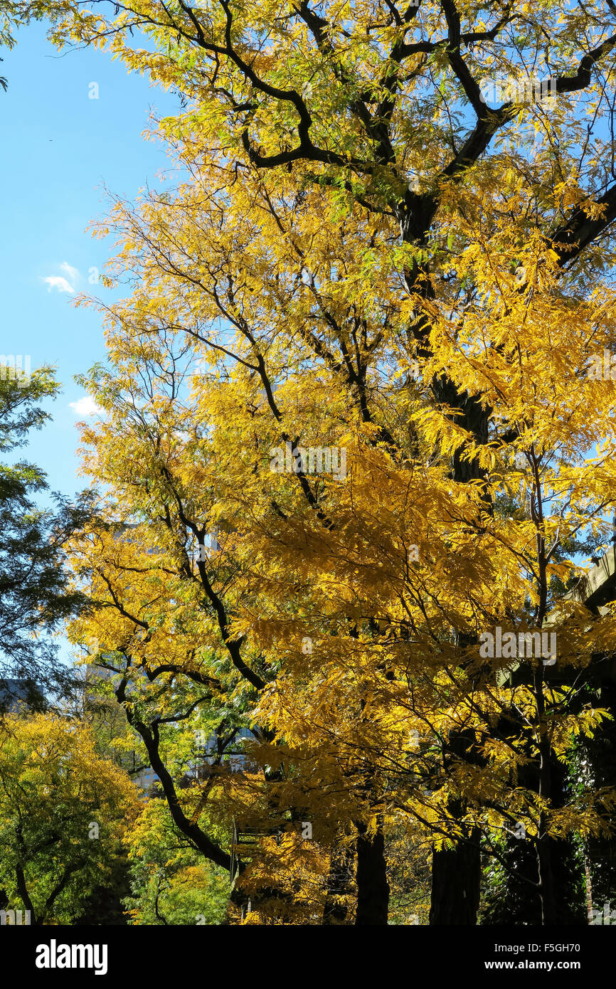Fall Trees in Central Park, NYC Stock Photo Alamy