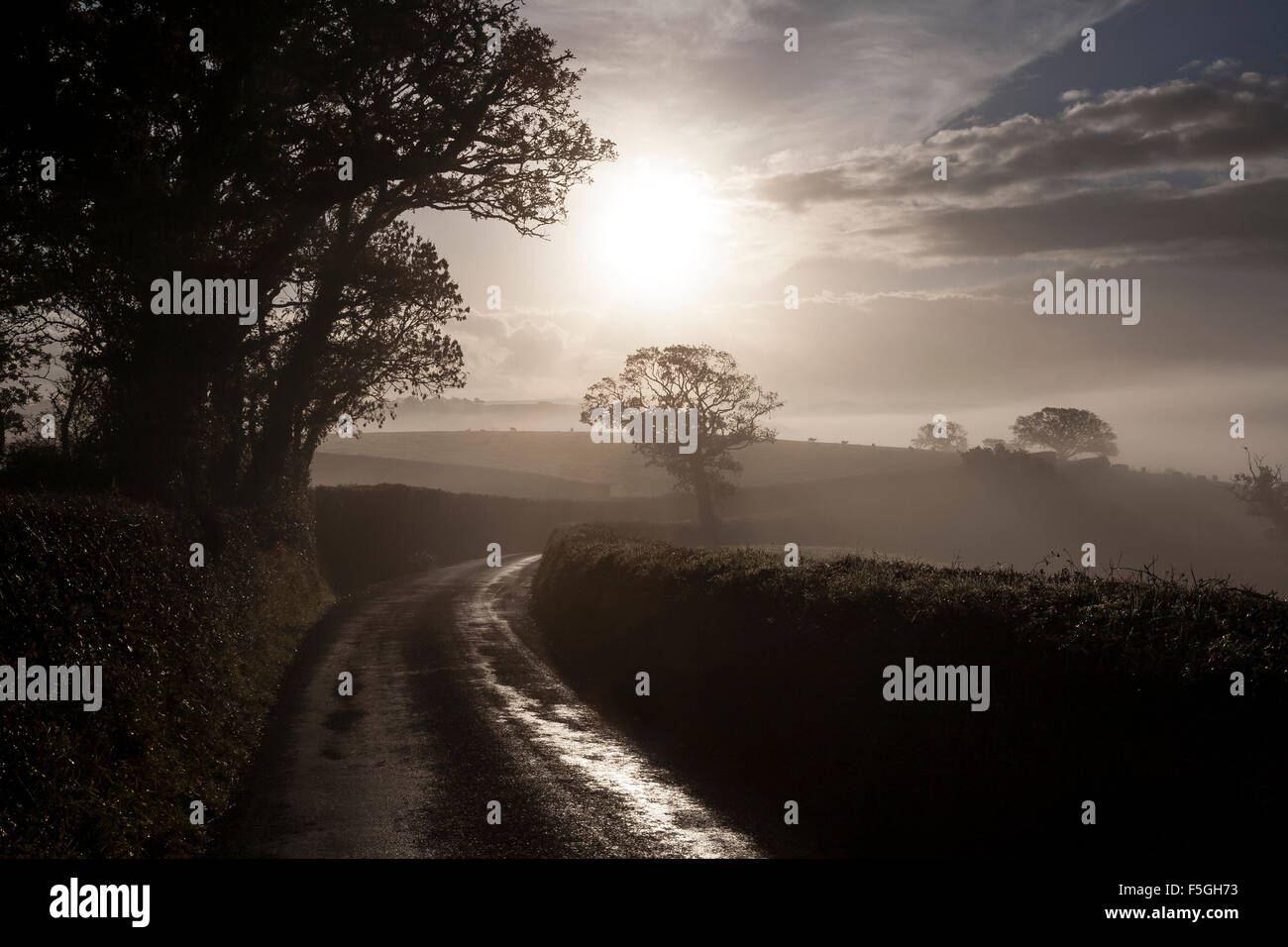 Devon lane in morning mist hires stock photography and images Alamy