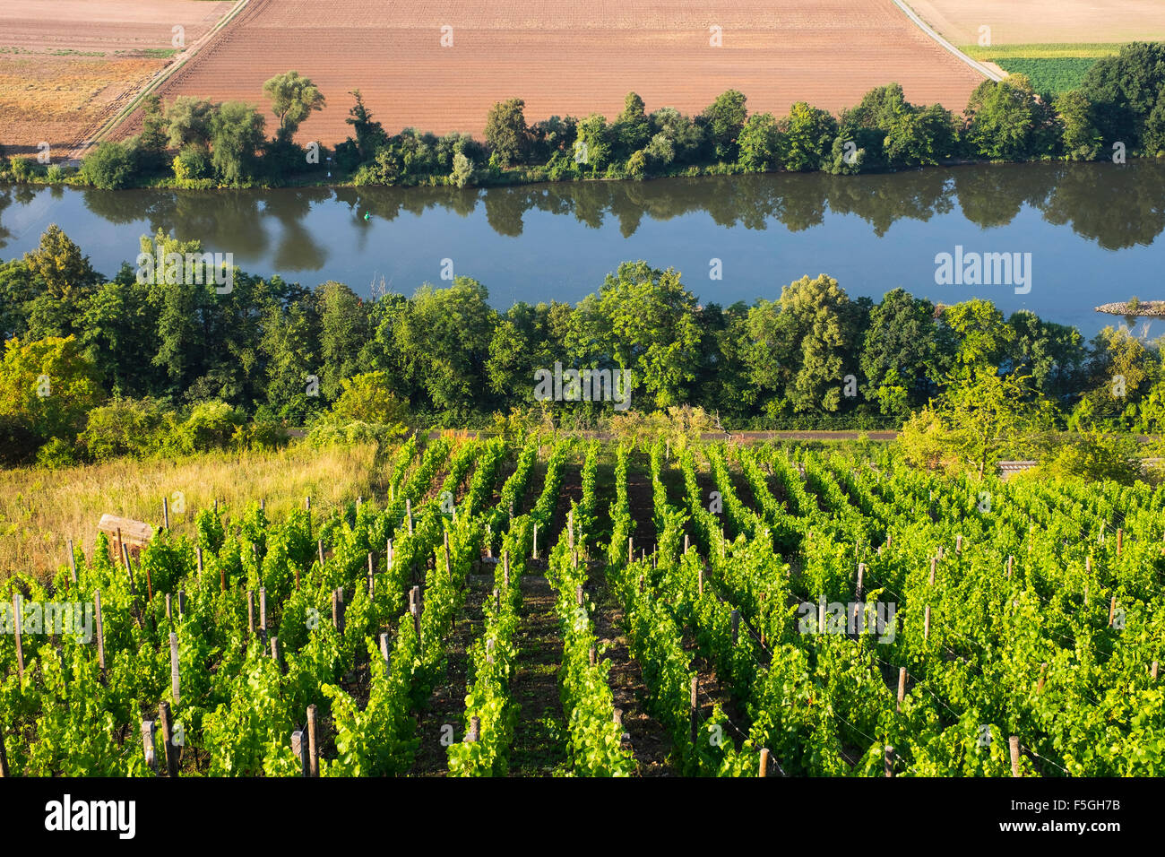 Kalbenstein vineyard at Gambach and river Main, Karlstadt, Lower Franconia, Franconia, Bavaria, Germany Stock Photo