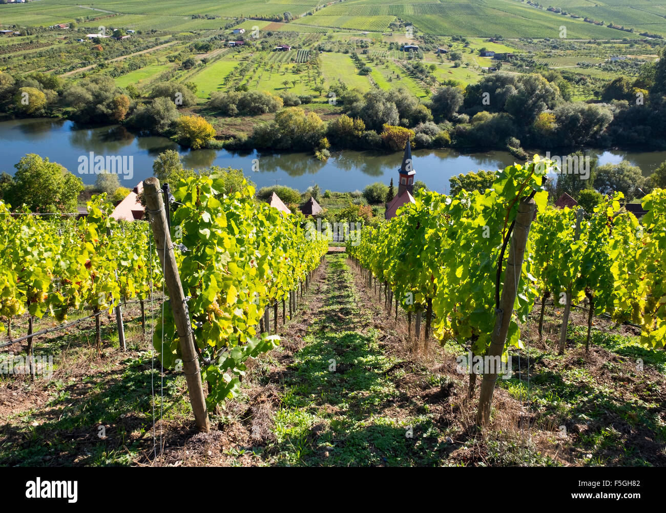 Vineyard with the village of Köhler and the Main, Franconia, Lower Franconia, Franconia, Bavaria, Germany Stock Photo