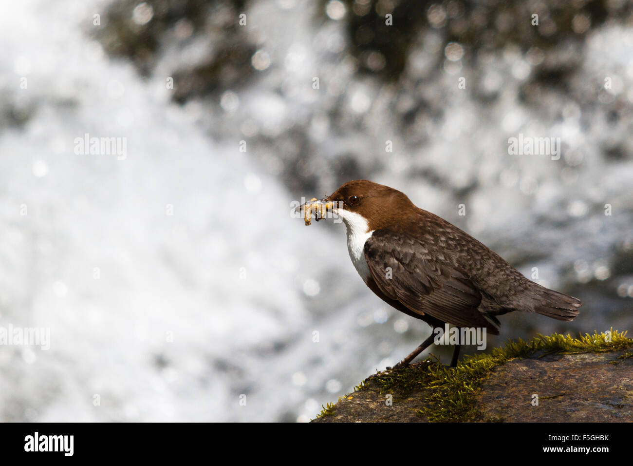 Dipper (Cinclus cinclus) with a mouthful of food, River Exe, Somerset, England, UK Stock Photo