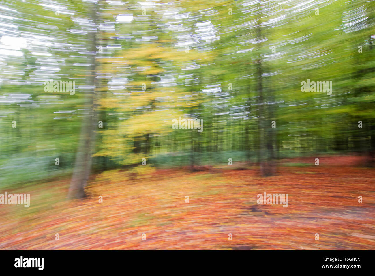 Autumnal beech forest (Fagus), distorted, Hesse, Germany Stock Photo