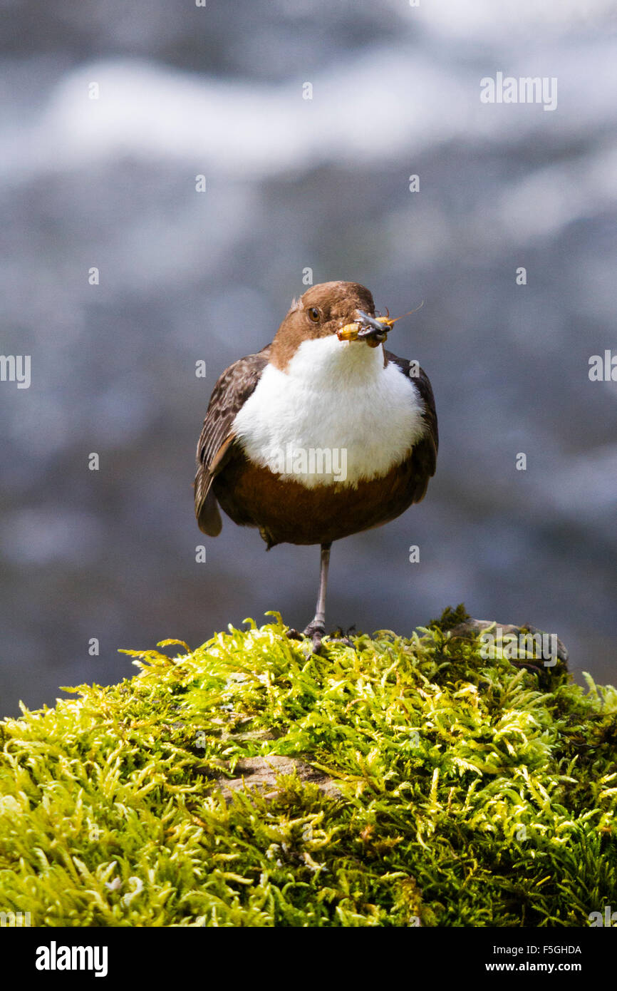 Dipper (Cinclus cinclus) with a mouthful of food, River Exe, Somerset, England, UK Stock Photo