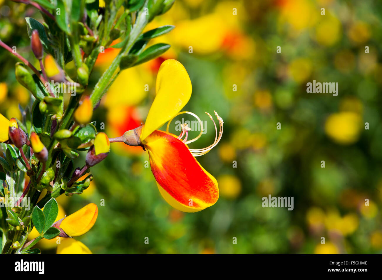Scotch Broom Flower (Cytisus scoparius),Drumbeg Provincial Park