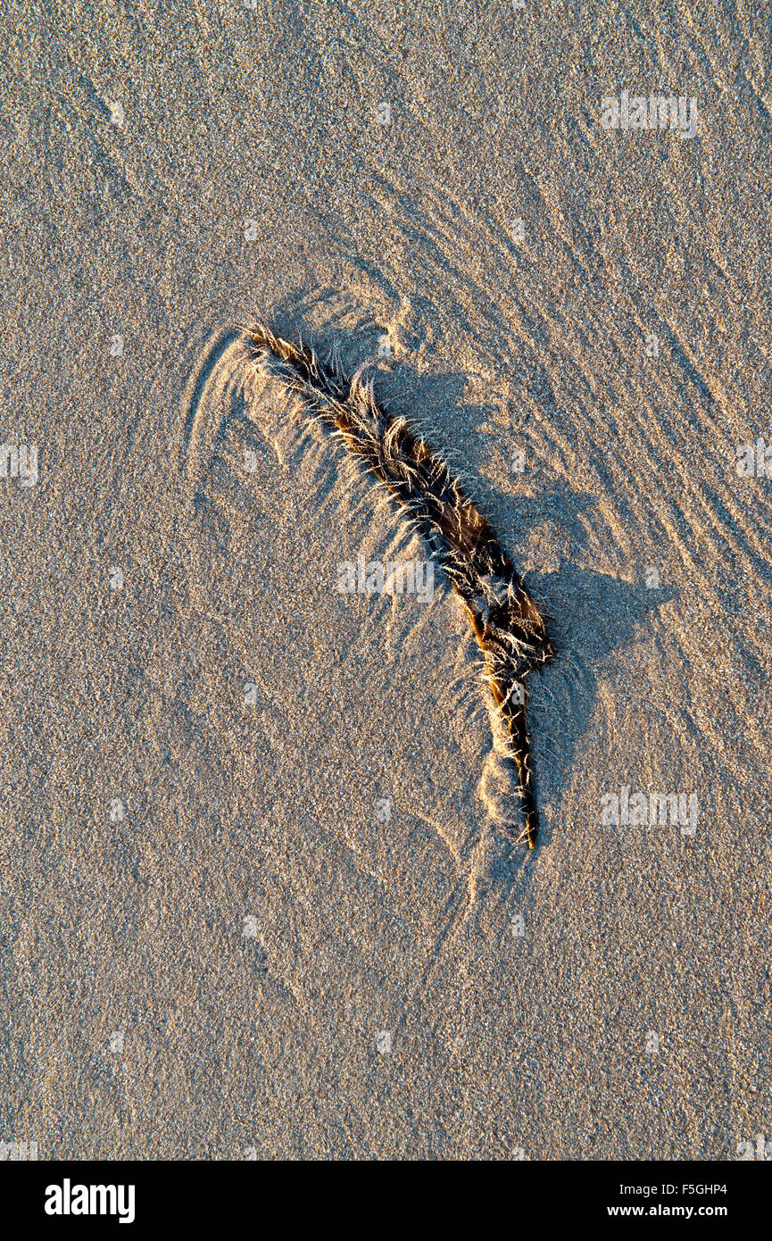 Seaweed pattern on sand with shadows and early morning light. UK Stock Photo