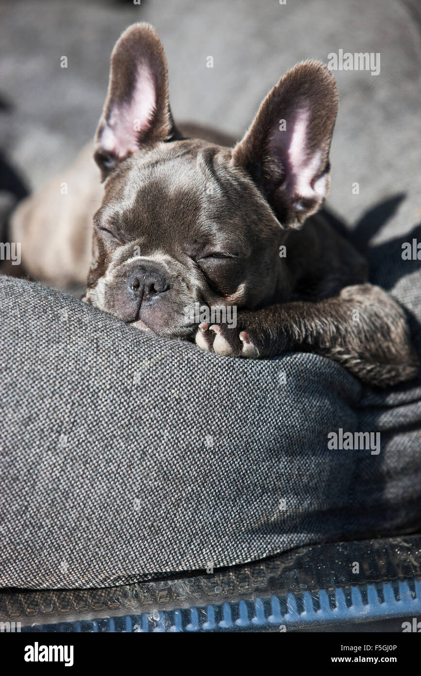 How Long Do French Bulldog Puppies Sleep