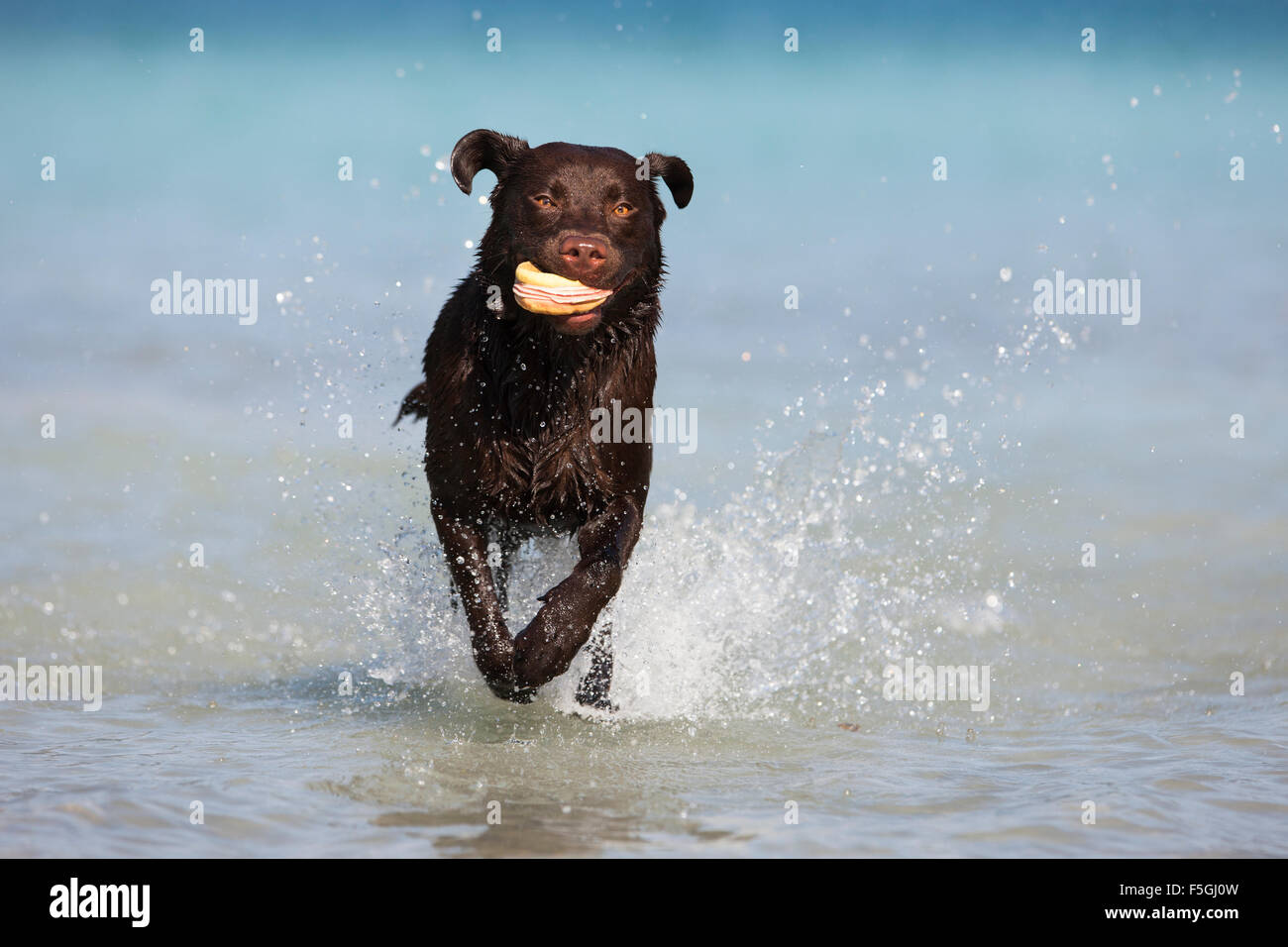 Labrador, brown, running with toy in water, Austria Stock Photo