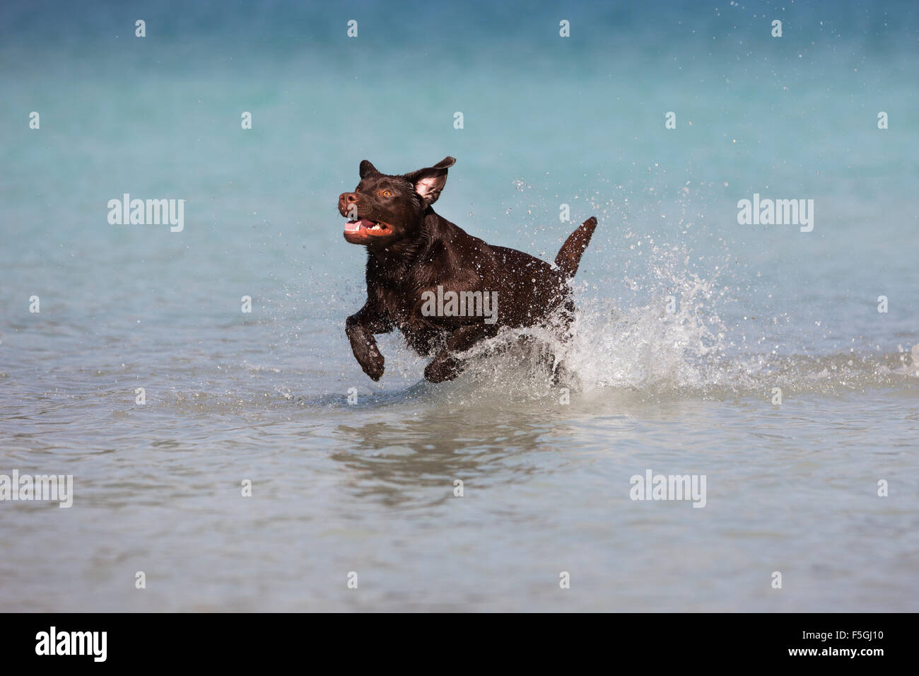 Labrador, brown, running in water, Austria Stock Photo
