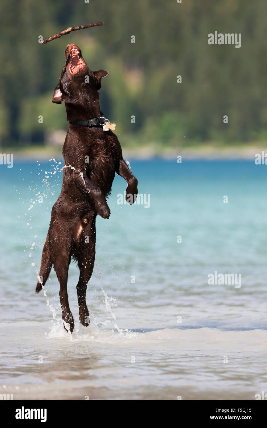 Labrador, brown, catching stick in water, Austria Stock Photo